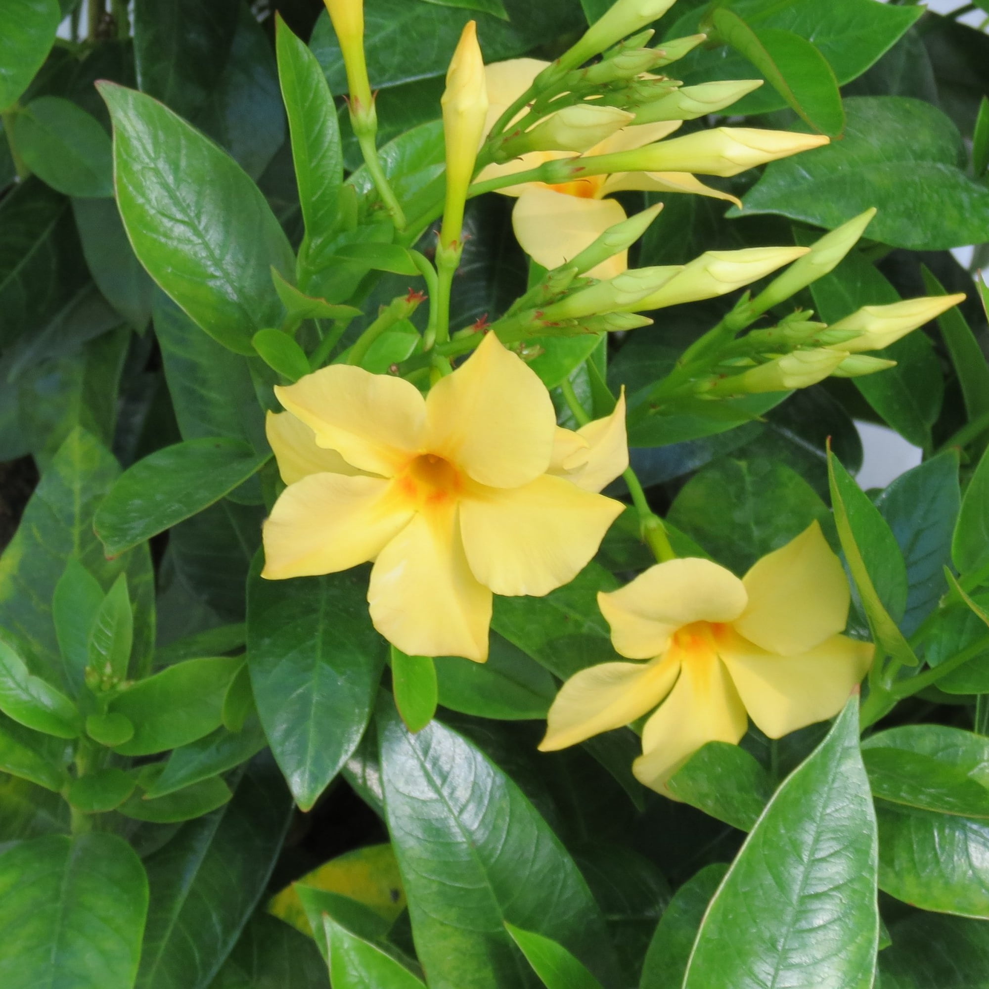 National Plant Network 1 gal. Mandevilla Sun Parasol Sunbeam Annual Plant with Yellow Flowers
