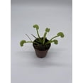 thumbnail image 3 of Carnivorous Plant in 2 inch Pot, Perennial Living Bug Catcher Tiny Mini Pixie Plant, 3 of 8