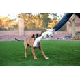 thumbnail image 2 of Jolly Pets Fat Tail Small Billy Goat, Tug and Toss Toy For Dogs, 2 of 4