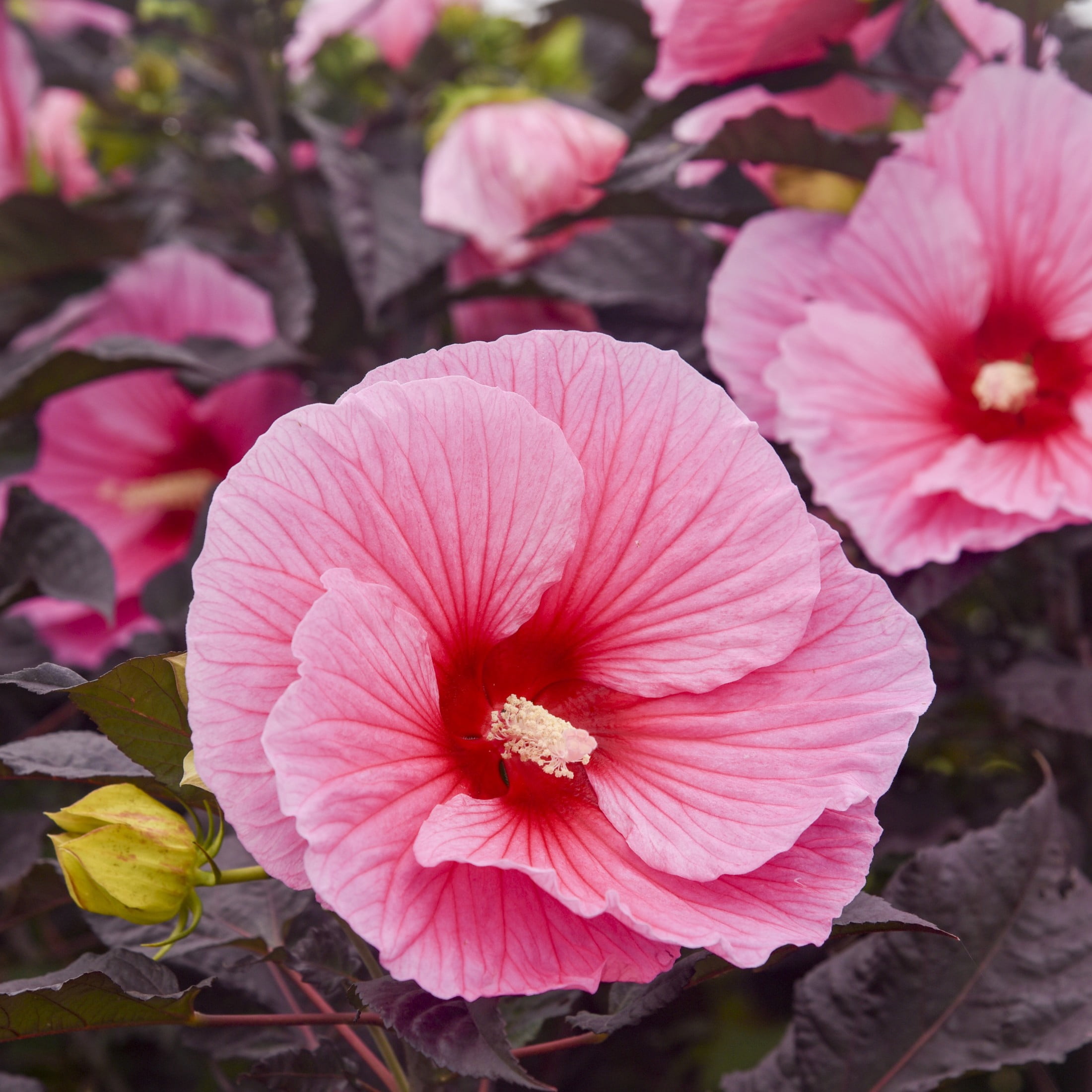 Proven Winners 18" Pink Summerific 'Edge of Night' Rose Mallow Live Plant in 8.88" Pot