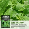 thumbnail image 3 of 3 Packs Lemon Balm - Non-GMO Heirloom Herb Seeds - Full Sun Perennial, 3 of 8