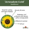thumbnail image 4 of Burpee Organic Jerusalem Gold Hybrid Sunflower Flower Seed, Annual Flower, Full Sun, 4 of 5