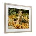 thumbnail image 3 of Stupell Industries Sleepy Fall Fox in Autumn Birch Framed Print Under Glass design by Carrie Ann Grippo-Pike, 17 x 23, 3 of 10