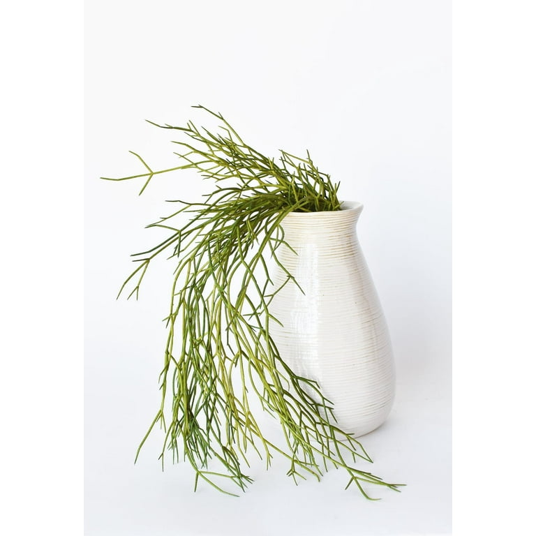 fernwood mikado snake plant Live Plant- Fernwood Mikado Snake Plant