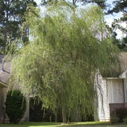 5-6ft Weeping Willow