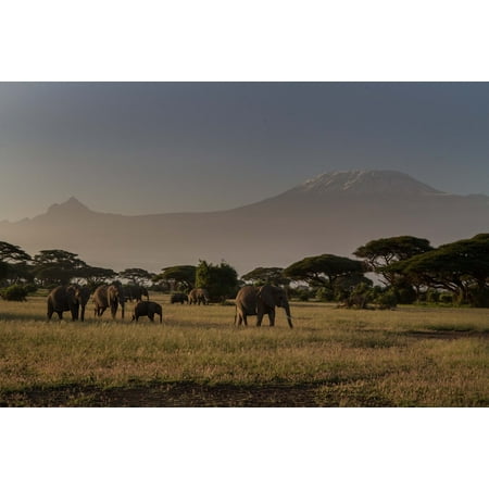 Five Elephants - LAMINATED POSTER Africa Big Five Elephant African Bush Elephant Poster Print 24 x 36
