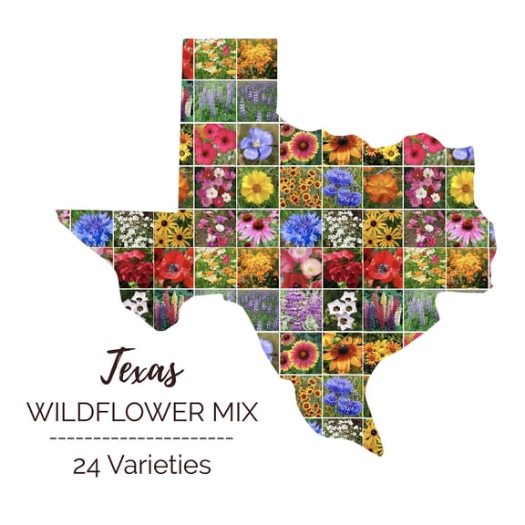 Eden Brothers Texas Wildflower Mixed Seeds for Planting, 1/4 lb, 120,000  Seeds with Cornflower, Birds Eyes, African Daisy, Attracts Pollinators, Plant in Spring or Fall, Zones 3, 4, 5, 6, 7, 8, 9, 10