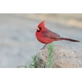thumbnail image 2 of Kaveney, Wendy 14x11 White Modern Wood Framed Museum Art Print Titled - AZ, Amado Male northern cardinal perched on rock, 2 of 4