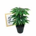 thumbnail image 5 of Planta en maceta de simulación con placa dorada octogonal multipolar Planta verde Planta en maceta Planta de simulación pastoral nórdica Bonsái fresco (placa dorada octogonal multipolar) ER, 5 of 5