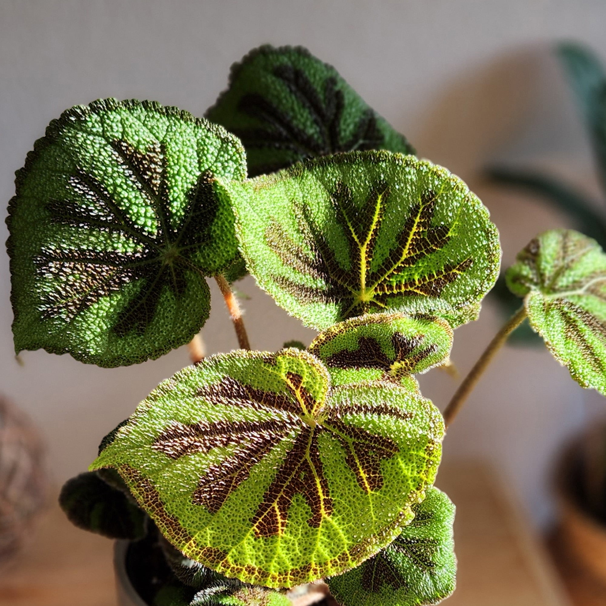 Element Iron Cross Begonia Rock in 6" White Decor Planter (Approx 15" Tall) Live Plant