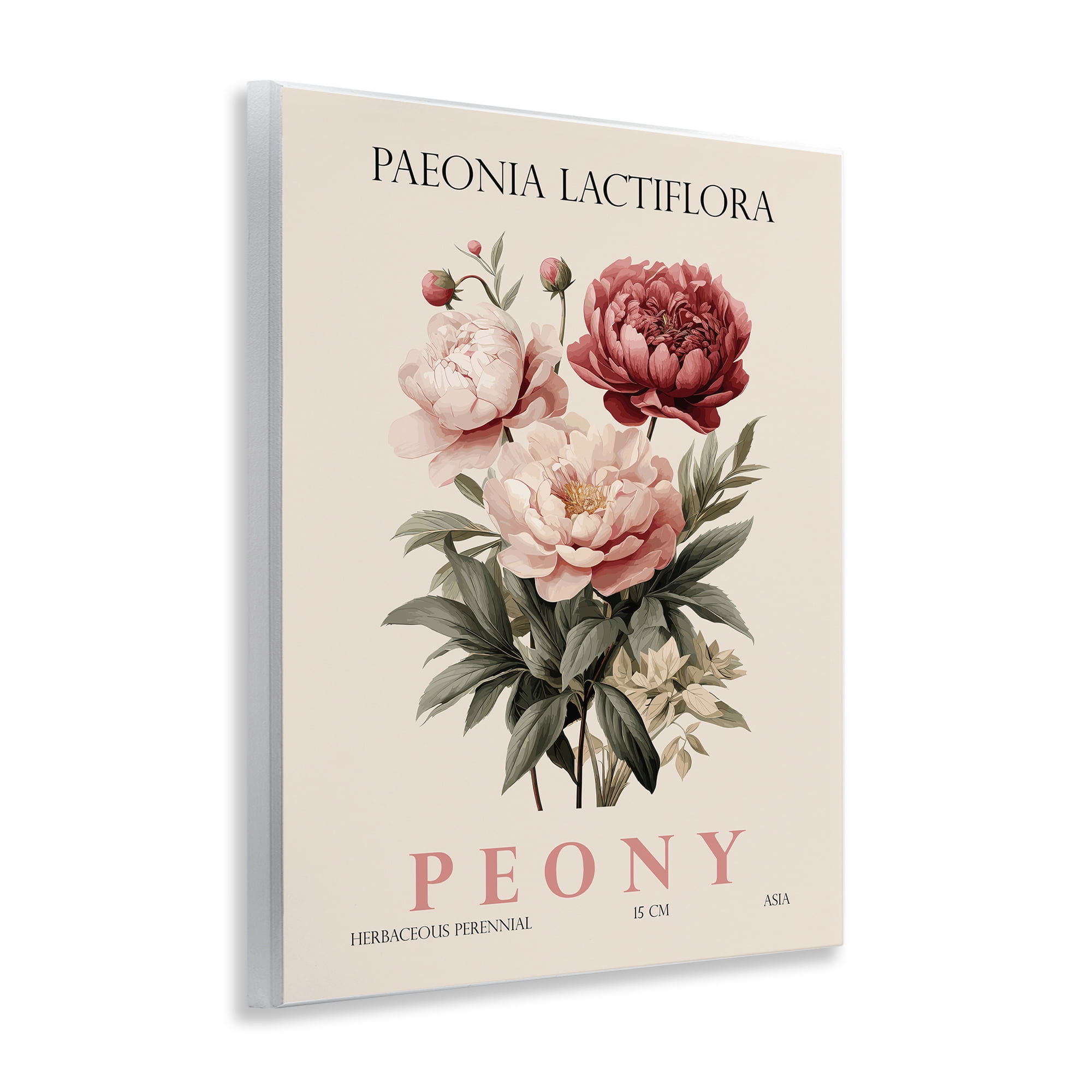 Stupell Industries Natural Peony Bundle Wall Plaque Art, design by Christopher Giampietro