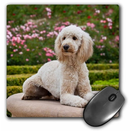 3dRose USA, California. Labradoodle lying by fountain in rose garden., Mouse Pad, 8 by 8 inches