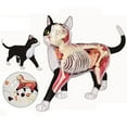 thumbnail image 3 of Animal Organ Anatomy Model 4D Cat Intelligence Assembling Toy Teaching Anatomy Model DIY Popular Science Appliances, 3 of 6