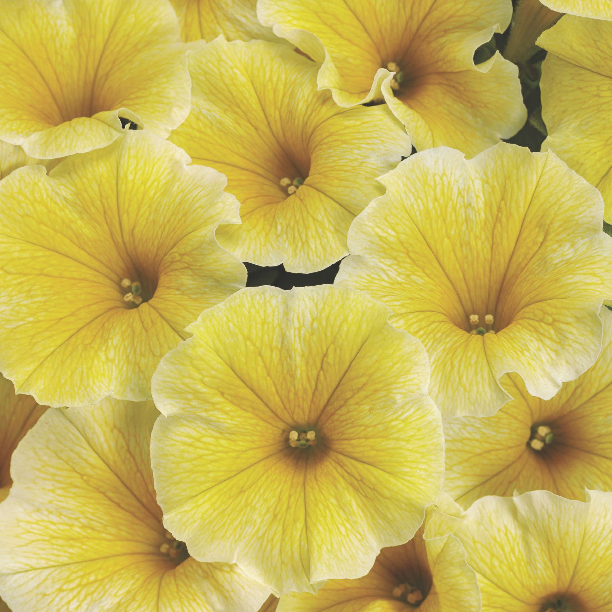 Proven Winners 4" Yellow Supertunia Saffron Finch Petunia Live Plant in 4.25" Pot (4 Count)