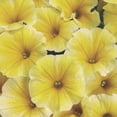 thumbnail image 2 of Proven Winners 4" Yellow Supertunia Saffron Finch Petunia Live Plant in 4.25" Pot (4 Count), 2 of 8