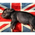 thumbnail image 2 of CafePress - Micro Pig Chilling Throw Blanket - Soft Fleece Throw Blanket, 50"x60" for All Ages, 2 of 2