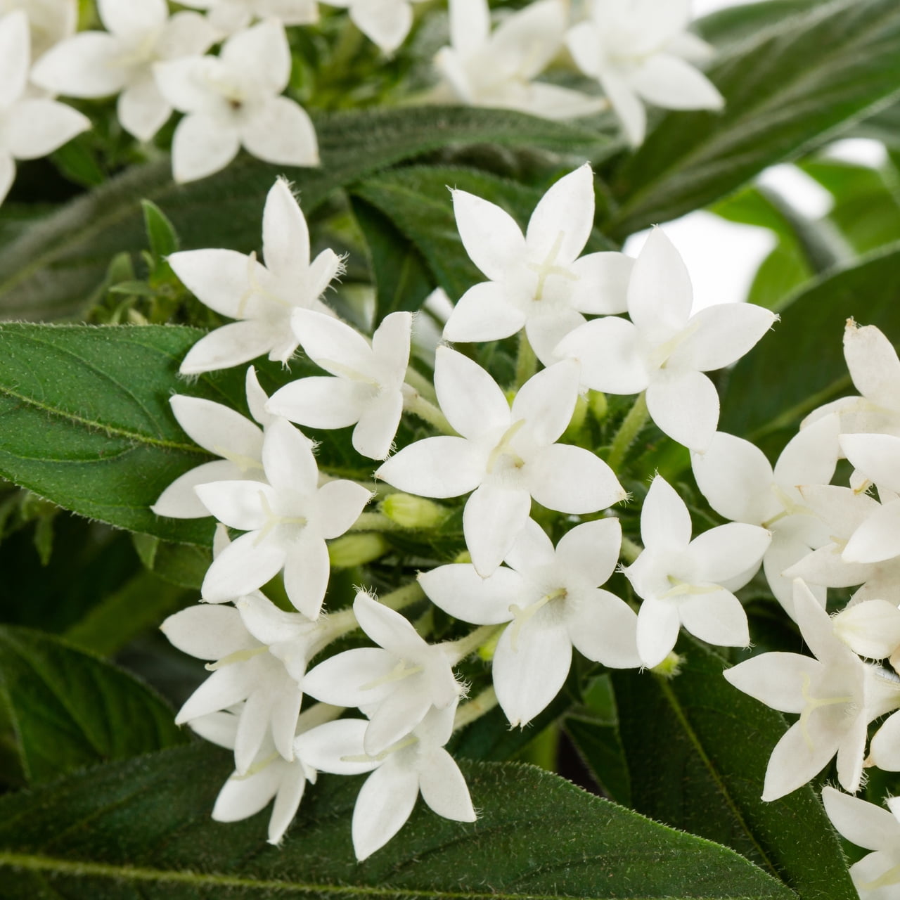 Better Homes & Gardens 1.5PT White Pentas Live Annual Plant Sun 5-Pack