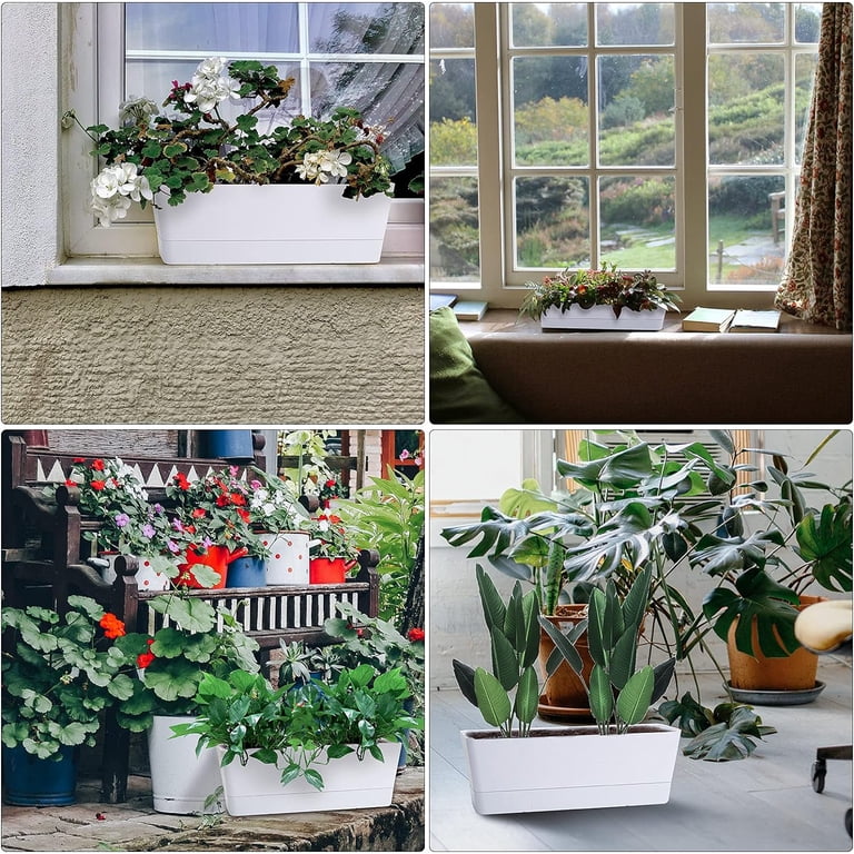 emerald green pothos Epipremnum aureum --Emerald Pothos--