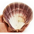 thumbnail image 4 of Set of 4 Large Lions Paw Scallops 5-6" Seashell for Baking Smudging Crafts Beach Decor, 4 of 4
