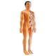 thumbnail image 3 of Modelo de anatomía del cuerpo humano en 3D Juguete de esqueleto de plástico para niños Ayudas para el aprendizaje temprano de la ciencia Educación, 3 of 5