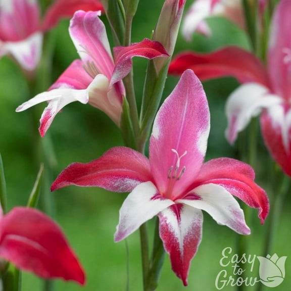 Easy to Grow Hardy Gladiolus Galaxian 10 Bulbs, Pink & White Blooms Spring Sun