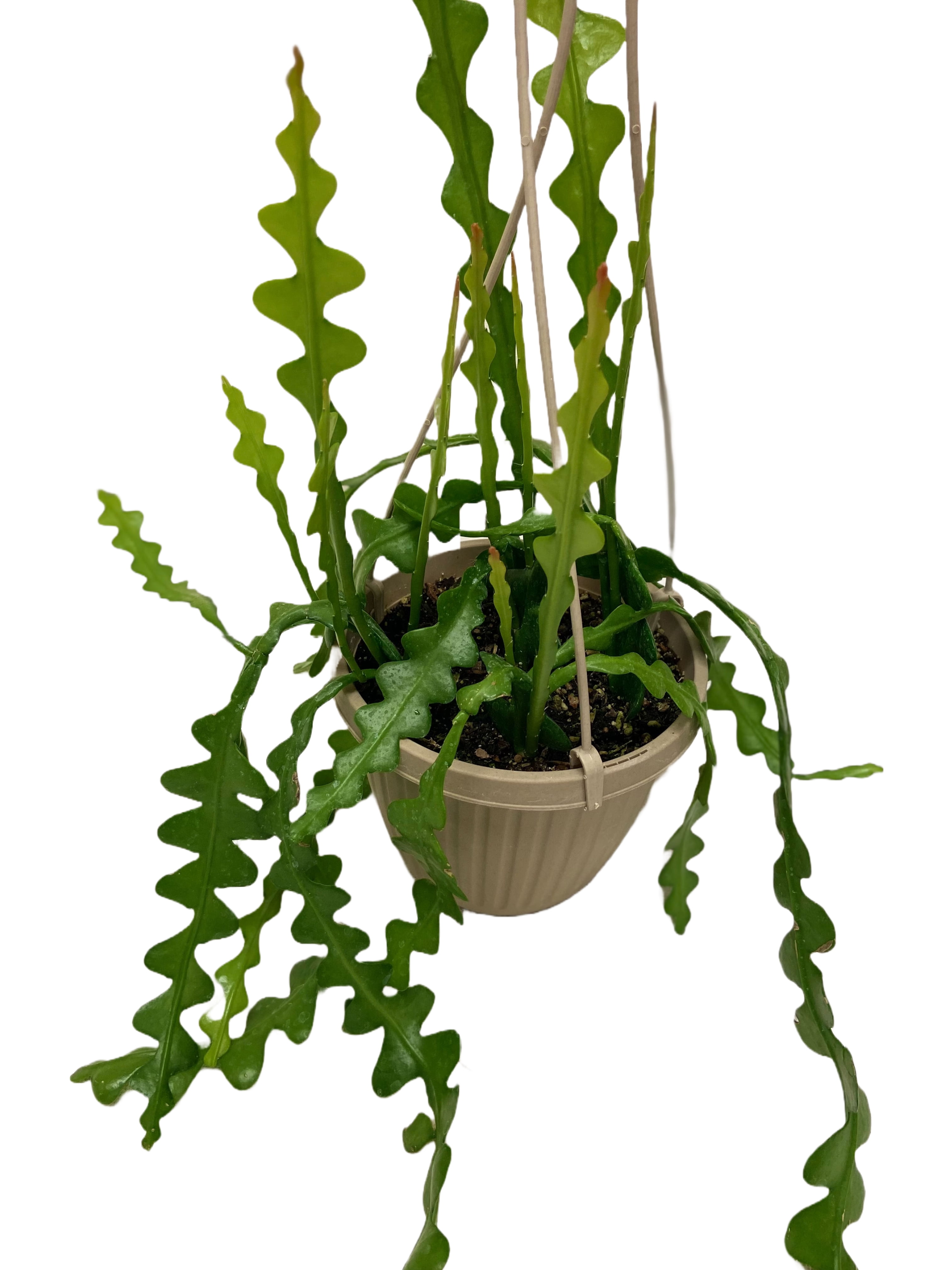 6" Fishbone Ric Rac Cactus (Cryptocereus Anthonyanus)