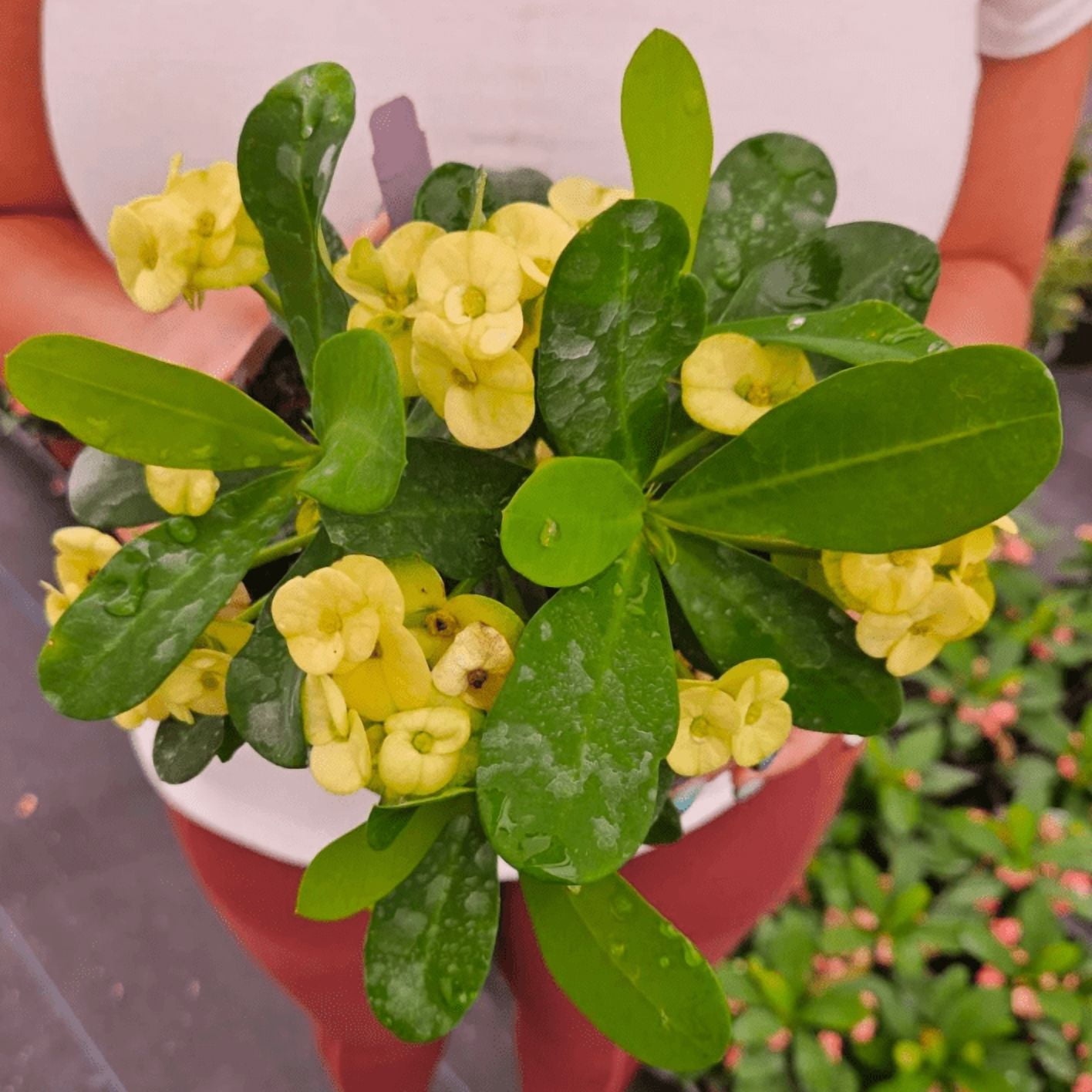 Yellow Crown of Thorns Plant, Euphorbia Crown of Thorns Plant, Live Cactus Plant 4 Inches Pot, Cactus Plant Indoor
