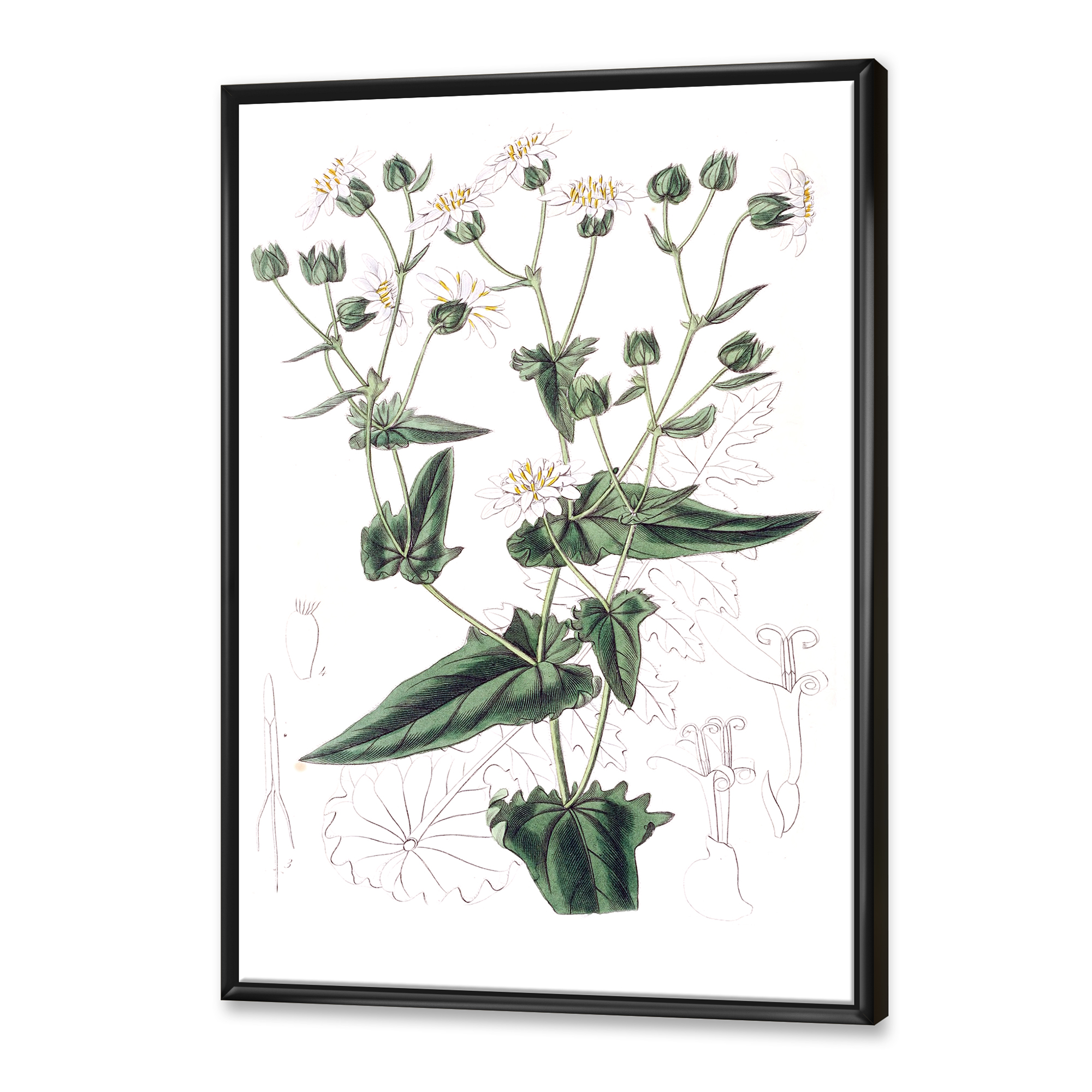 Designart 'Ancient Plant Life XXII' Traditional Framed Canvas Wall Art Print