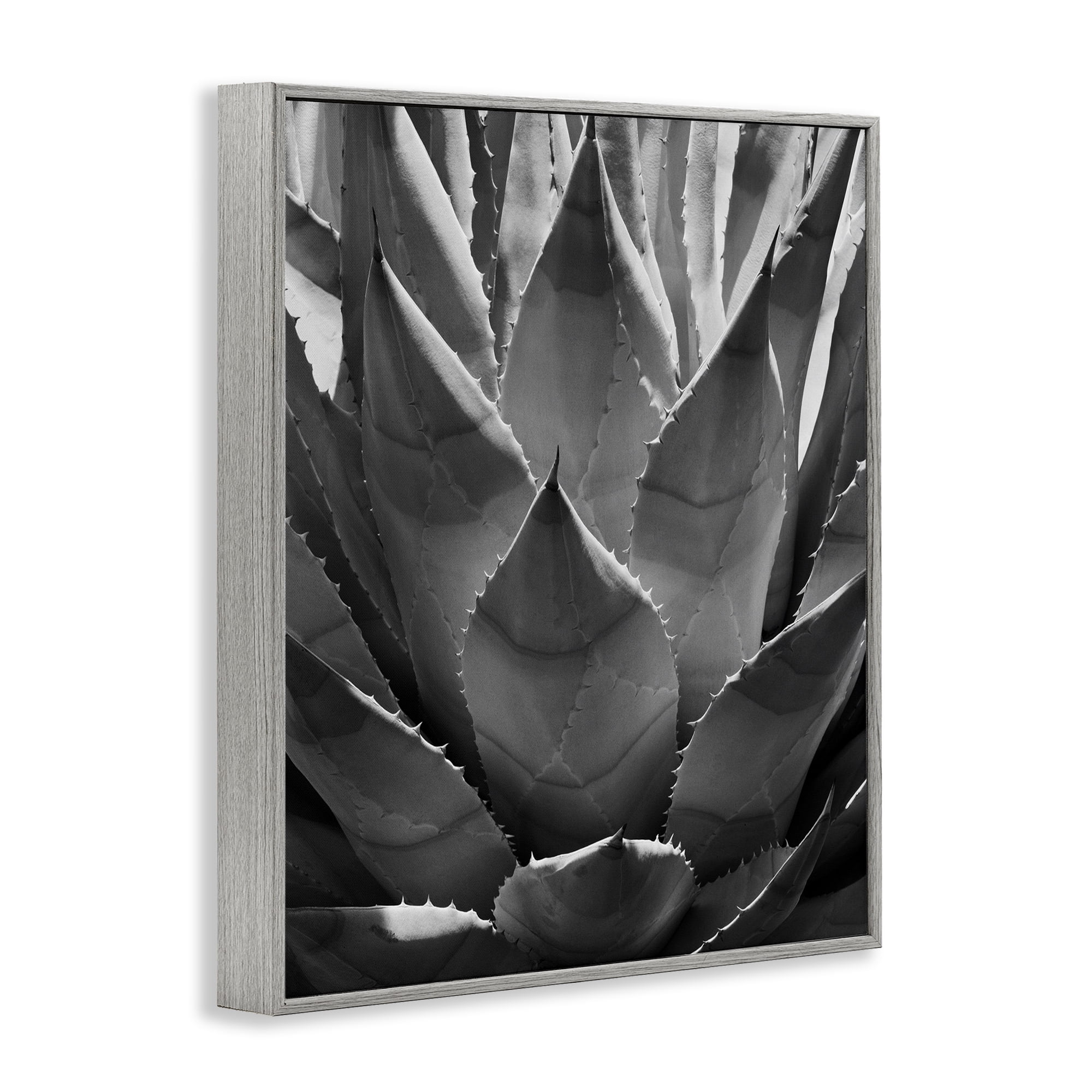 Stupell Industries Desert Plant Detail Botanical & Floral Photography Gray Framed Art Print Wall Art, 11 x 14