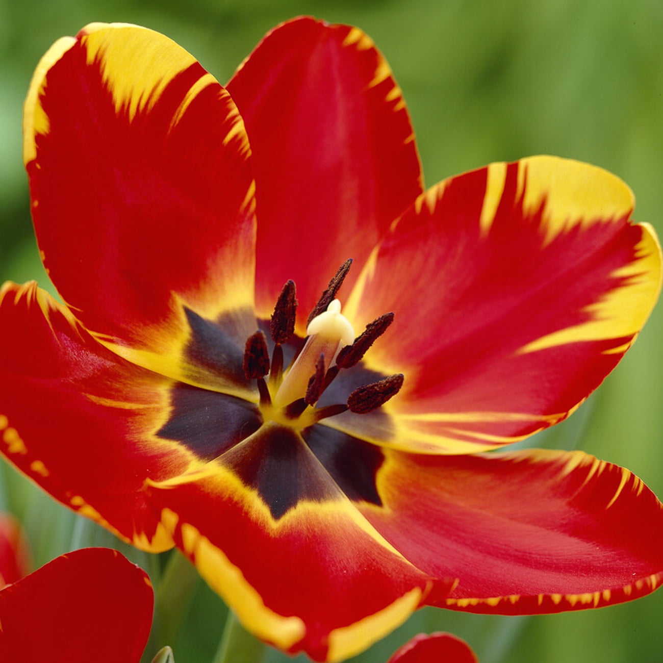 Van Zyverden Tulips Banja Luka Set of 12 Bulbs, Multicolor, Partial Sun, Perennial