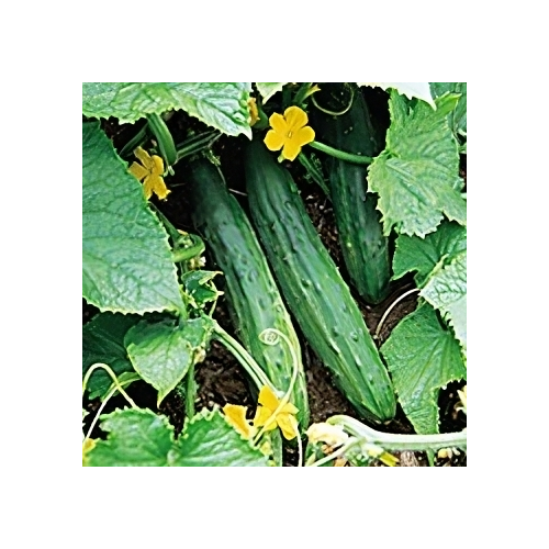 Cucumber Bush Champion Garden Heirloom Vegetable by Seed Kingdom 150 Seeds