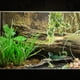 thumbnail image 4 of KAKOWELY Terrario de decoración de plantas artificiales para reptiles, adorno de planta de ratán simulado, planta artificial de plástico duradera para terrario., 4 of 5