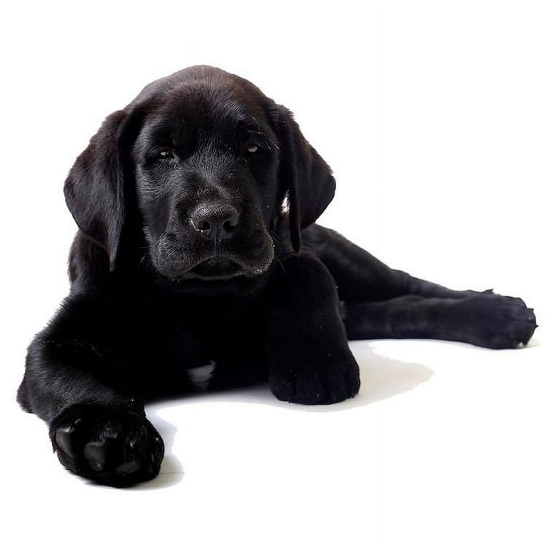 Black lab pjs new arrivals