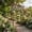 碳烧, variant on Natural Cedar Flat Top Garden Trellis, 160*21*216cm, Weatherproof & Stable for Outdoor Decor & Climbing Plants, Oka + Black