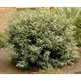 thumbnail image 3 of Elaeagnus Ebbingei  3 Extra Large 3 Gallon Plants  Elaeagnus x ebbingei  Lustrous Foliage  Fast-Growing Hedge, 3 of 4