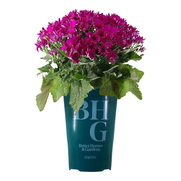 Better Homes & Gardens 14" Magenta Pericallis Live Plants in 7" Grower Pot Full Sun
