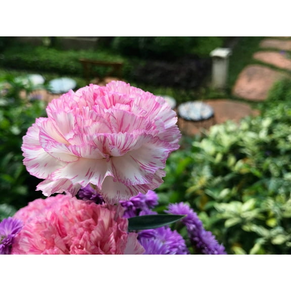 Seedville 50 Picotee Mix Carnation Flower Seeds, Double Bicolor Striped, Dianthus Caryophyllus