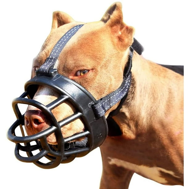 Laisse classique en cuir pour chien Pitbull