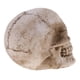 thumbnail image 5 of s de Halloween Cabeza de s de Realistas para La Decoración de Hallo, 5 of 8