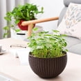 thumbnail image 4 of Cesta colgante para plantas de worldwidelectro, colgante decorativo moderno para interiores marrón Cola Maceta colgante, 4 of 8