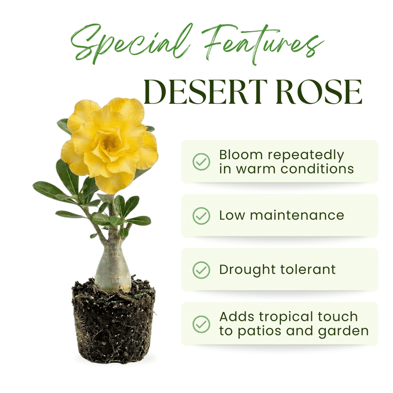 Double Yellow Desert Rose Plant Live, Adenium Obesum Desert Rose, 4-8 Inc Tall, Perennia and Hardy Succulent for Indoor and Outdoor Planting