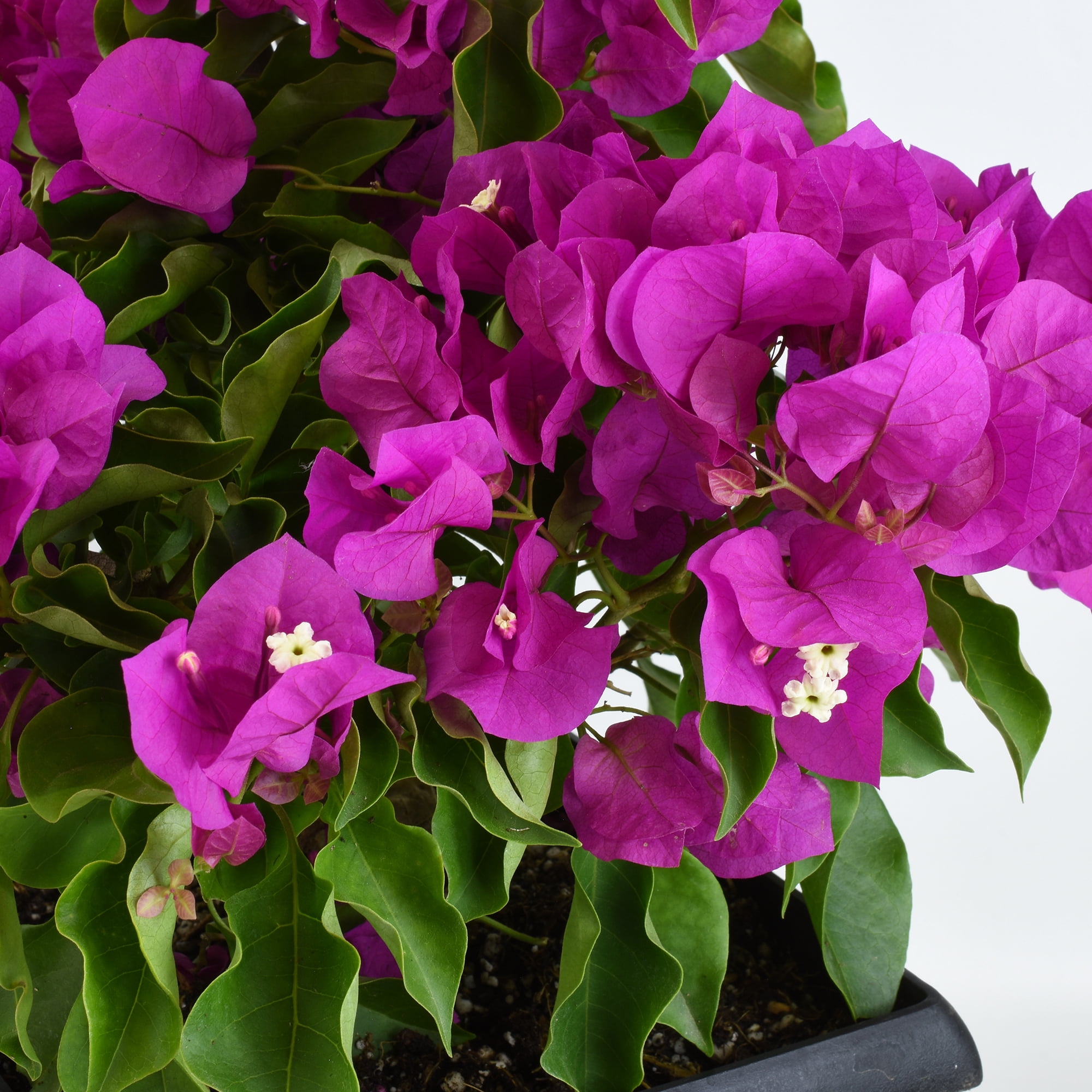 "Island Blooms Purple Princess Bougainvillea, 18"" - 22"" Tall