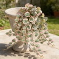 thumbnail image 2 of HuiXinOu 3 Pack Artificial String of Pearls Hanging Rattan Faux Green Plants Wall Hanging Decor for Wedding Home Indoor Outdoor Decoration, 2 of 6
