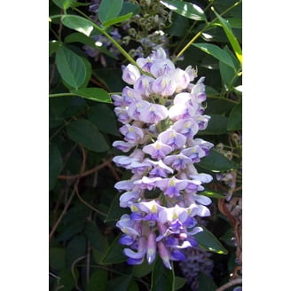 Blue Moon Hybrid Tea Rose Bush – Fragrant Icy Blue/Lilac Blooms, Potted In 3 Litre Pot, Outdoor Garden Plant-953180