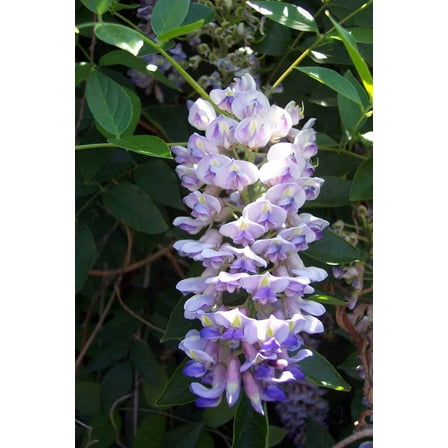 Blue Moon Wisteria Vine - Huge Fragrant Blooms - 4" Pot