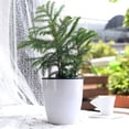 thumbnail image 4 of pitrice Flower Pot Self Watering Automatic Absorption Container Plastic Plant Planter Garden Home Decor, 180, 4 of 8