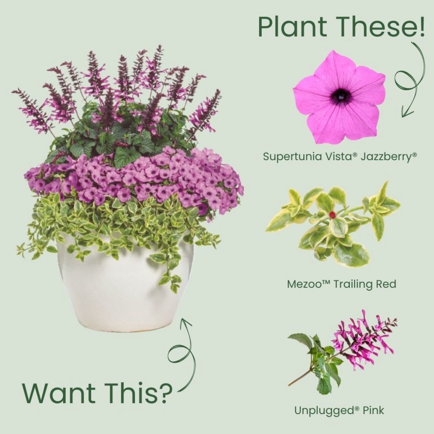 Proven Winners 4" Purple Supertunia Vista Jazzberry Petunia Live Plant in 4.25" Pot (4 Count)