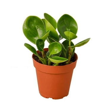 House Plant 4-PEPEROMIA-THAILAND Peperomia Thailand Plant in 4 in. Pot