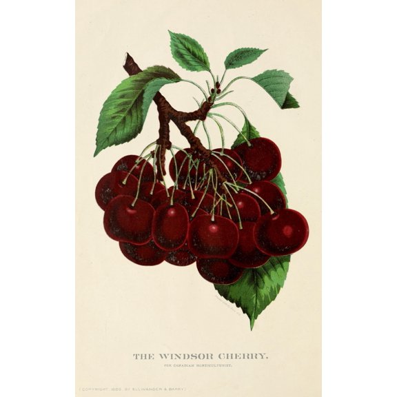 Canadian Horticulturalist 1888-96 The Windsor Cherry Canvas Art - Unknown (24 x 36)
