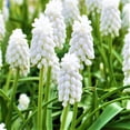 thumbnail image 3 of Easy to Grow Muscari Grape Hyacinth Siberian Tiger 10 Plant Bulbs Spring Zone 4-8, 3 of 3